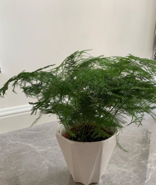 養(yǎng)好文竹,用上2種水,新芽蹭蹭冒,想黃葉都難