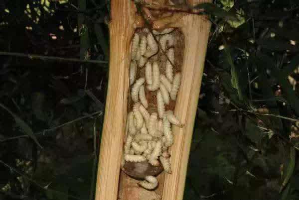 廣東十種變態(tài)食品,絕對重口味,你敢吃嗎