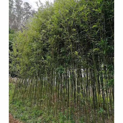 移植四方竹基地直供 批發(fā)四方竹 各種竹子觀賞竹種植