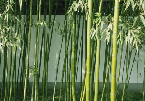 門前不栽竹,房后不栽樹(shù) ,這4個(gè)地方不宜種竹子,很有講究