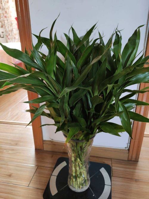 吊蘭掐個(gè)小芽,丟水里養(yǎng)兩天,長(zhǎng)出修長(zhǎng)人參根
