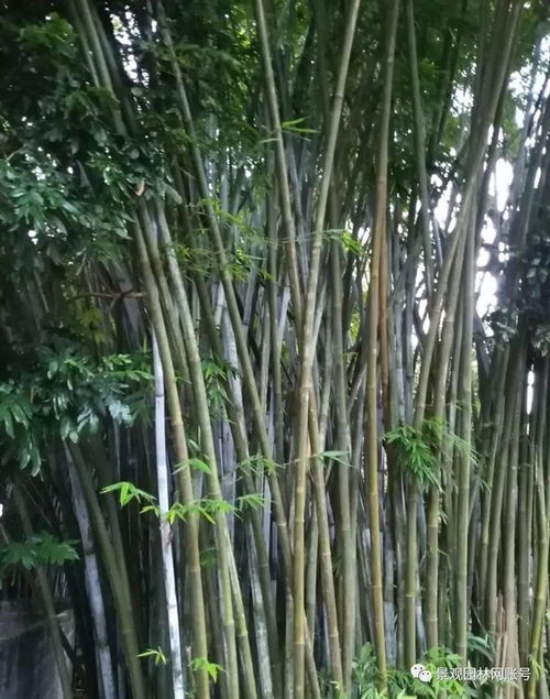 24種常用竹子,你認(rèn)識(shí)幾種