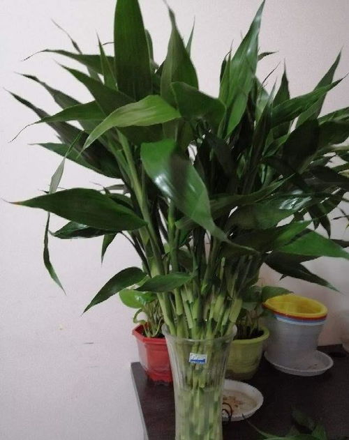 富貴竹三種養(yǎng)護(hù)方法,解決黃葉現(xiàn)象,新手也能養(yǎng)好