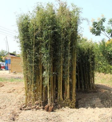 庭院種植竹子的風(fēng)水考究及注意事項(xiàng)