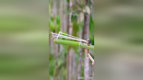 用竹子做的各種彈弓,小時(shí)候擁有它,你就是全村最靚的仔