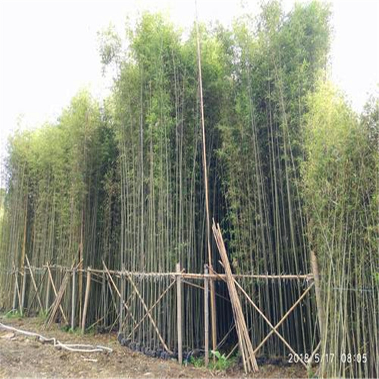 剛竹批發(fā) 福建剛竹種植基地 品種齊全 量大價(jià)優(yōu)
