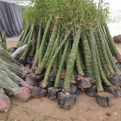 羅漢竹種子 福建羅漢竹盆景批發價格 價格優惠