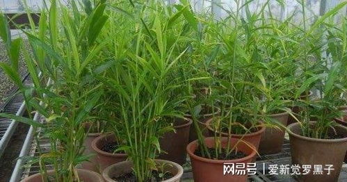 舊油桶里種棵姜,一收就是一籮筐,鮮姜驅寒還抗病,比老姜作用大