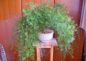 武竹 還真有這個品種,種出來比文竹還美
