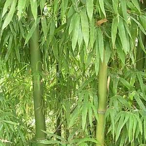 供應橄欖竹|安吉竹林綠化推廣中心供應信息|竹類植物供應|園林網