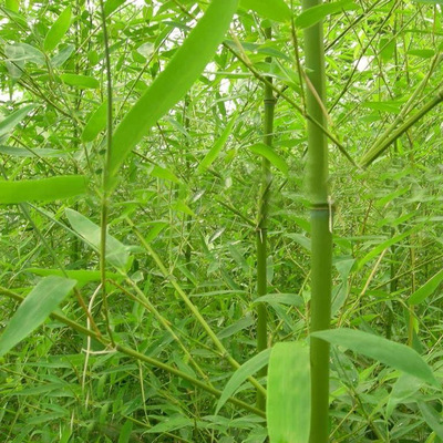 出售金鑲玉竹 清水淡竹 青竹苗 凈化空氣 量大價格優惠|供應產品|沭陽縣大毅苗圃