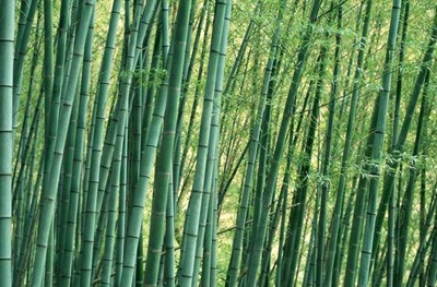 北方能不能種竹子 北方不能種竹子嗎