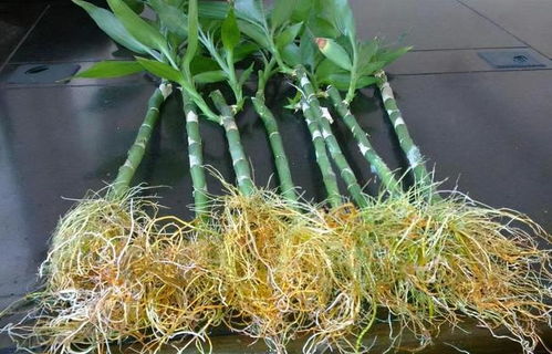 牛人自制2種生根液,2元讓根系瘋長1年,花卉一天一個樣