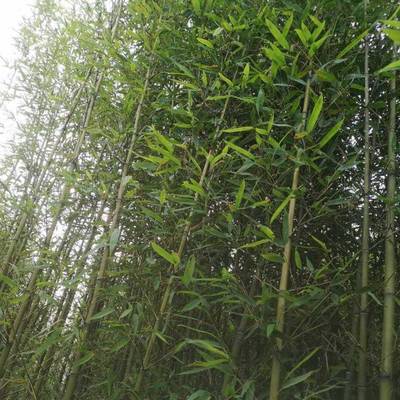 順義羅漢竹苗木基地 四季耐寒四季青竹 早園竹紫竹等各種花卉