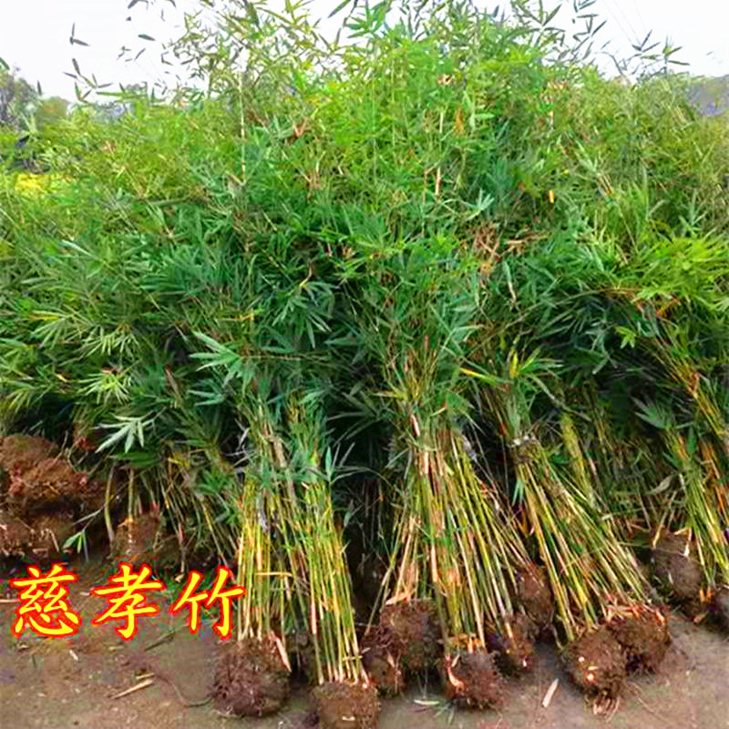徑山之行 - 美篇