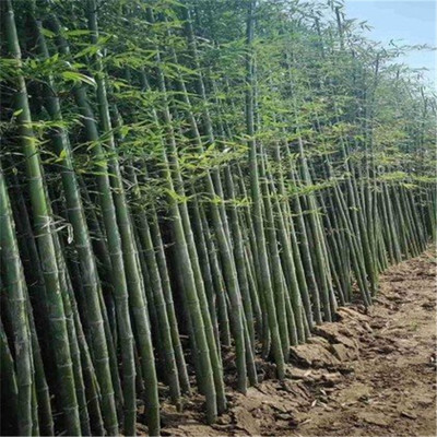 唐山翠竹供應 綠化竹子小苗批發 金鑲玉竹基地種植基地