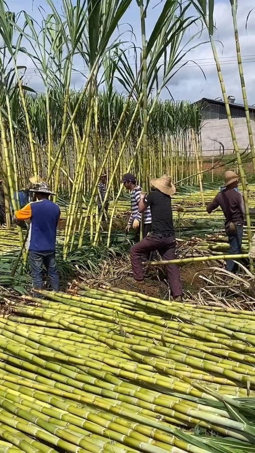 這不是竹子,這是一種水果,你知道它的名字嗎