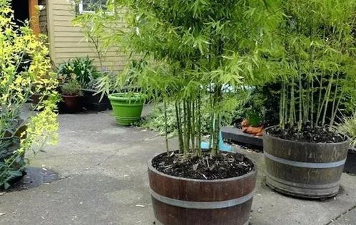 春天養花小知識 別再急著修剪枝丫,3種情況要學會區別對待