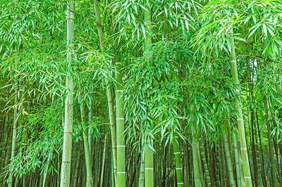 種竹子容易過度蔓延,用什么方法,可輕松解決?
