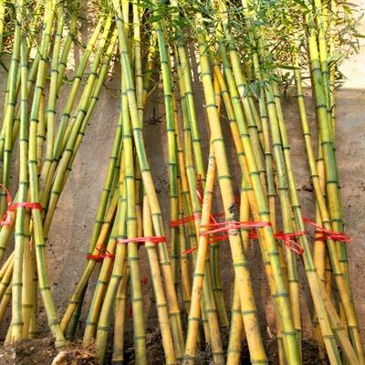[金鑲玉竹批發]浙江杭州上城區竹子 4.50元/棵金鑲玉竹黃金間 _ 一畝田