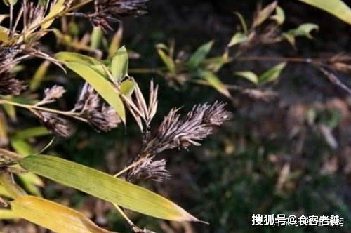 傳說中 鳳凰之食 ,生于竹中,一斤300元,種竹人最怕看到它