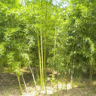 安吉縣竹盛苗圃供應紅竹另紫竹龜甲竹等近百種觀賞竹可設計施工