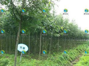 栽培種植竹柳_農(nóng)副產(chǎn)品_世界工廠網(wǎng)