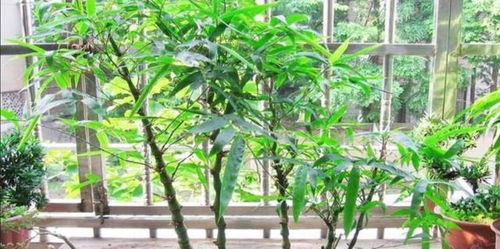 有1種畸形 丑竹子 ,搖身一變成高端盆景,要比羅漢松還受歡迎
