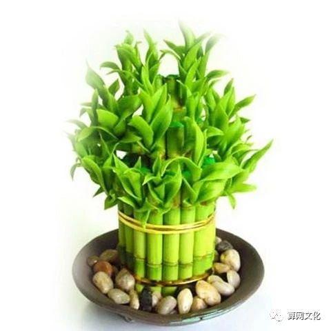 錯(cuò)用風(fēng)水物品,旺運(yùn)不成反招禍,趕緊來看看你擺對(duì)了沒