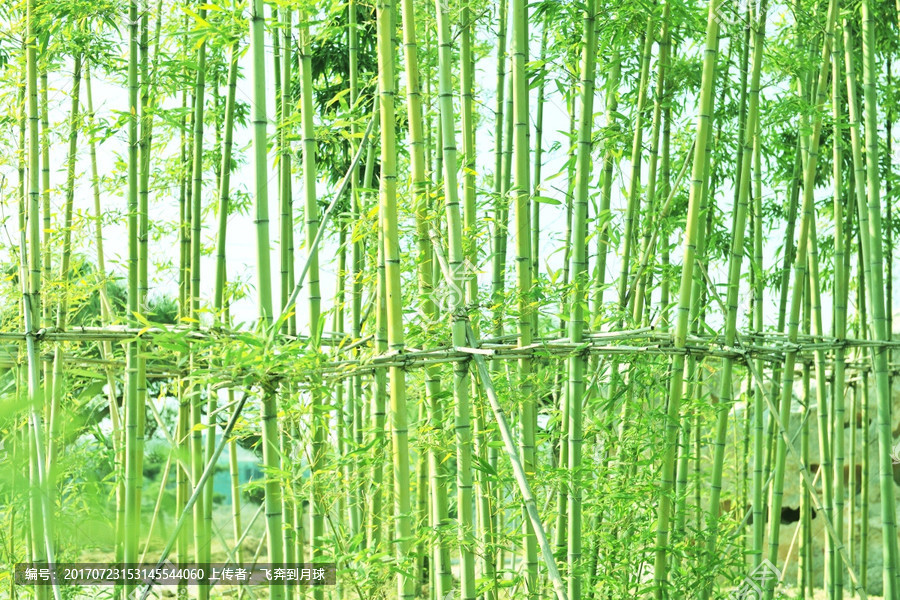 竹林 竹子種植