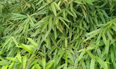 院子里怎樣種竹子,千萬不能忽略這兩點(diǎn)!
