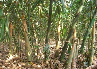 農(nóng)村小伙承包荒山,種植一種東西,一次種植長(zhǎng)期收益,年賺25萬