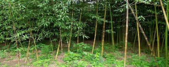湘妃竹產(chǎn)地哪里