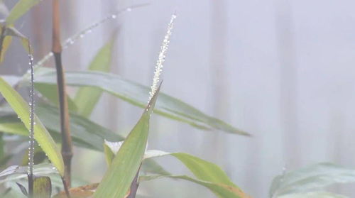 鹽津 依托環(huán)境優(yōu)勢(shì) 緊抓政策支持 打出組合拳種上富貴竹