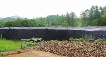 河南省商城縣長竹園鄉有人種植脫貧仙草
