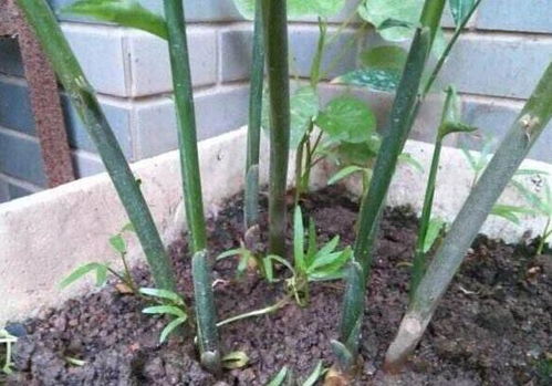 廚房食材生姜 這樣制成盆景觀賞,長得像富貴竹,還能開花