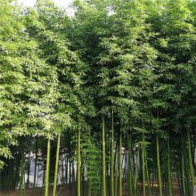 【觀賞竹子價格,山東竹子種植基地,茗茜竹子基地圖片】觀賞竹子價格,山東竹子種植基地,茗茜竹子基地 - 青州市茗茜花卉苗木專業合作社