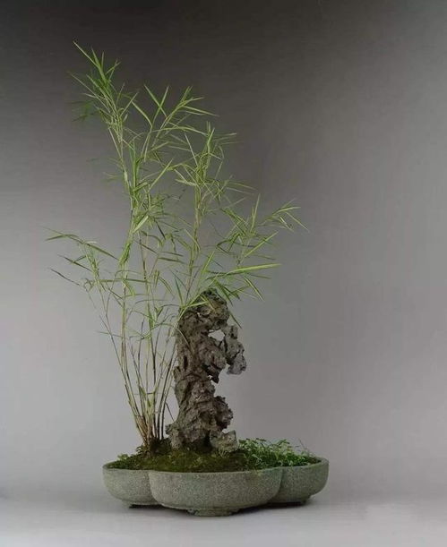 秀氣小竹子,配上怪異石頭,養盆里,種出的竹盆景比文竹吸引人 網易訂閱
