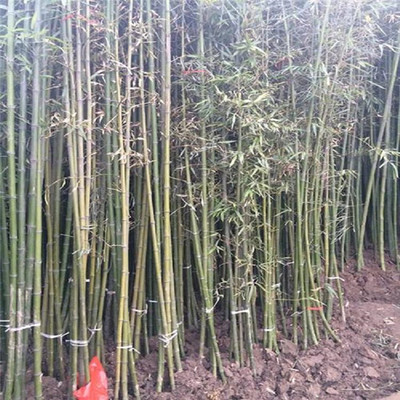 竹子的根系發達嗎?