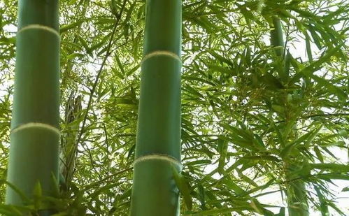 門前種竹做人狠毒 這句俗語有道理嗎,前人的智慧不可小看
