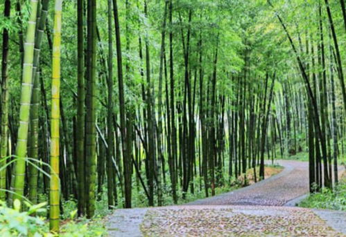 喜歡種植竹子,不用愁沒院子,將這3樣盆栽,輕松打造出雅致盆景