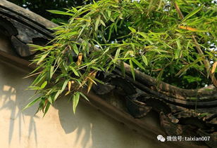 庭院養(yǎng)竹的講究 告誡 院里千萬(wàn)別這樣種竹子 半年身體就出問(wèn)題