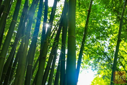 熊貓故鄉(xiāng) 花式 吃 竹 探路新茶飲,為 鮮 細(xì)分品類,打出森林資源與竹產(chǎn)品 組合拳