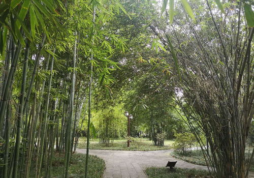 成都以竹聞名的公園,薈萃了200余種竹子,卻是一個凄涼地