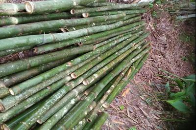 云南金平:深耕竹產業 邁步新征程