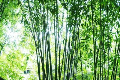 竹子種子種植要多久才能發芽