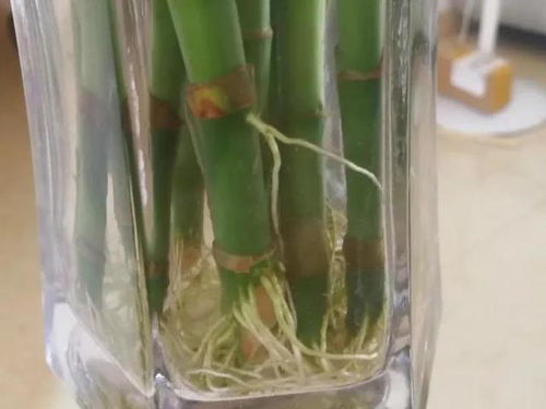 富貴竹買1次死1次 放根鐵釘是無效的,先做對3步,長根才能養好