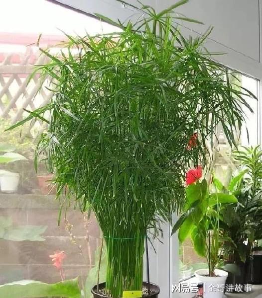 并不是帶個 竹 字的植物就是竹子植物,這些假竹子都很好養