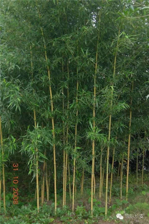 華安有全國罕見的竹類植物園,有你最熟悉的人種的竹子。