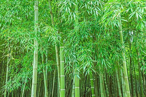 種竹子容易過度蔓延,用什么方法,可輕松解決?